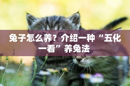 兔子怎么養？介紹一種“五化一看”養兔法 