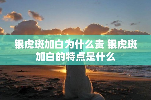 銀虎斑加白為什么貴 銀虎斑加白的特點是什么