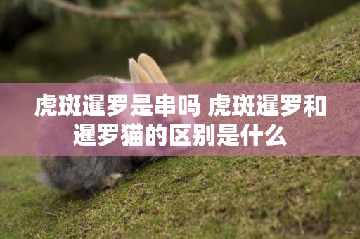 虎斑暹羅是串嗎 虎斑暹羅和暹羅貓的區別是什么