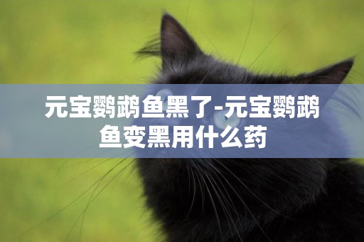 元寶鸚鵡魚黑了-元寶鸚鵡魚變黑用什么藥