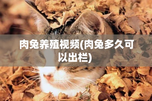 肉兔養殖視頻(肉兔多久可以出欄) 
