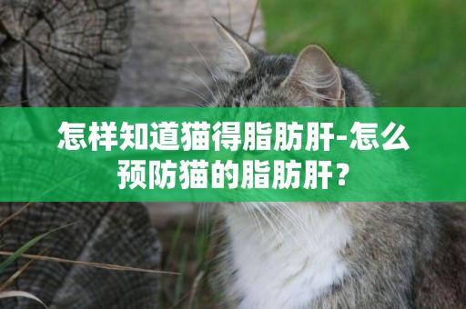 怎樣知道貓得脂肪肝-怎么預防貓的脂肪肝？