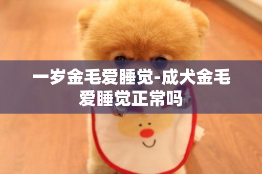 一歲金毛愛睡覺-成犬金毛愛睡覺正常嗎