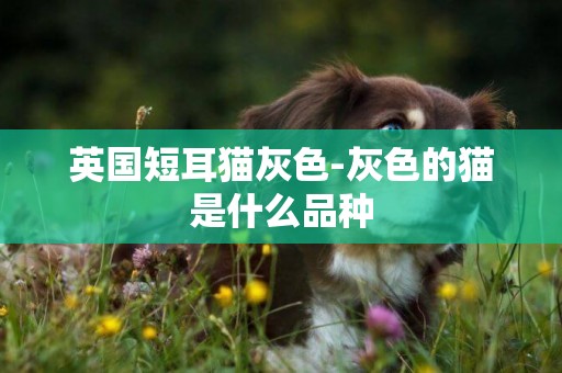英國短耳貓灰色-灰色的貓是什么品種
