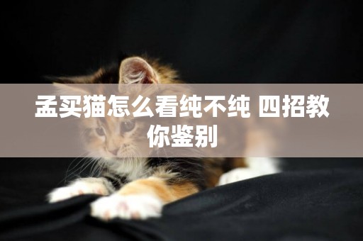 孟買貓怎么看純不純 四招教你鑒別