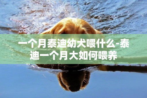 一個月泰迪幼犬喂什么-泰迪一個月大如何喂養