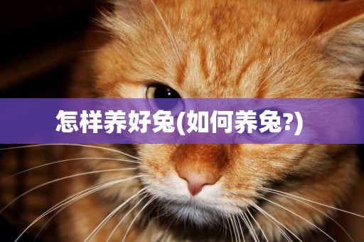 怎樣養好兔(如何養兔?) 