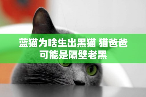 藍貓為啥生出黑貓 貓爸爸可能是隔壁老黑