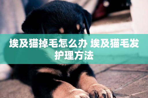 埃及貓掉毛怎么辦 埃及貓毛發護理方法