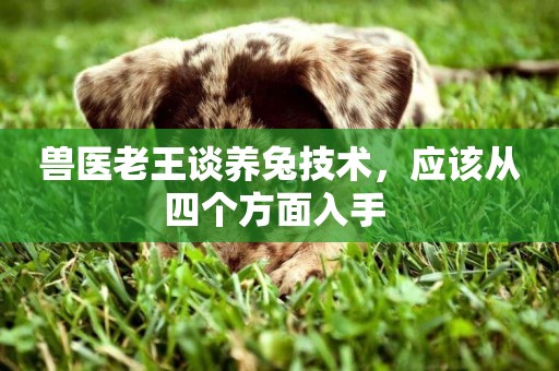 獸醫老王談養兔技術，應該從四個方面入手 