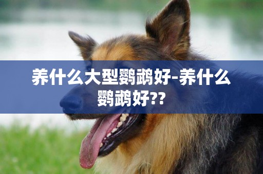 養什么大型鸚鵡好-養什么鸚鵡好??