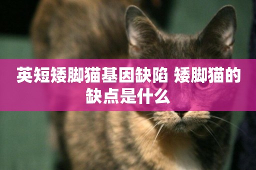 英短矮腳貓基因缺陷 矮腳貓的缺點是什么