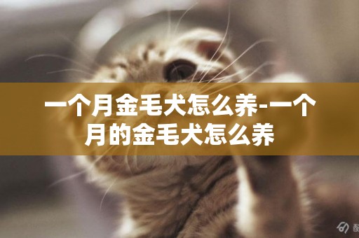 一個月金毛犬怎么養-一個月的金毛犬怎么養