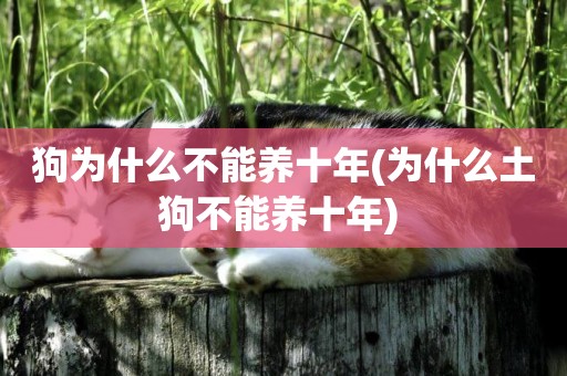 狗為什么不能養十年(為什么土狗不能養十年) 