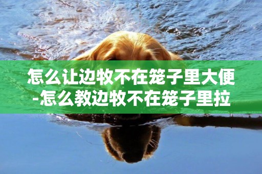 怎么讓邊牧不在籠子里大便-怎么教邊牧不在籠子里拉尿拉屎