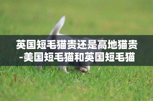 英國短毛貓貴還是高地貓貴-美國短毛貓和英國短毛貓，哪種貴