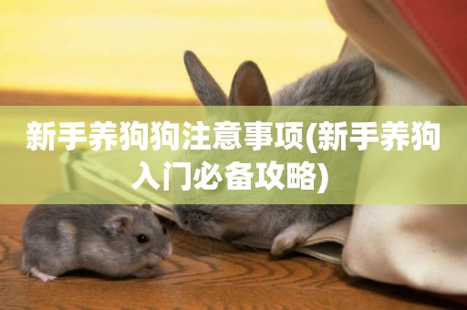 新手養狗狗注意事項(新手養狗入門必備攻略) 