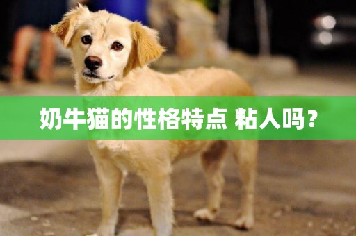 奶牛貓的性格特點 粘人嗎？