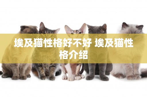 埃及貓性格好不好 埃及貓性格介紹