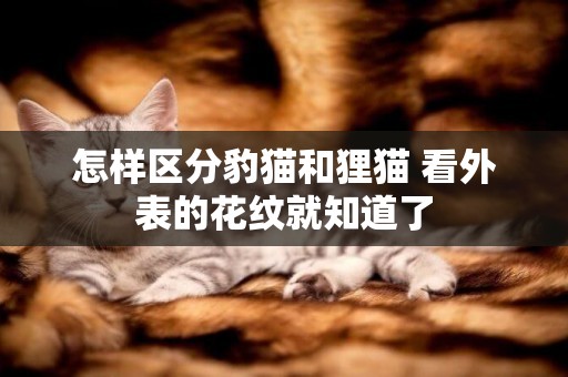 怎樣區分豹貓和貍貓 看外表的花紋就知道了