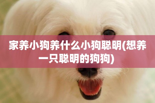 家養小狗養什么小狗聰明(想養一只聰明的狗狗) 