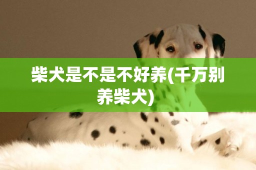 柴犬是不是不好養(千萬別養柴犬) 