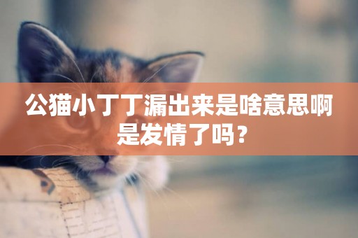 公貓小丁丁漏出來是啥意思啊 是發情了嗎？