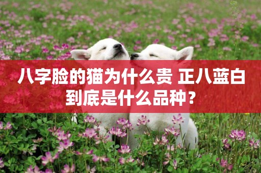 八字臉的貓為什么貴 正八藍白到底是什么品種？