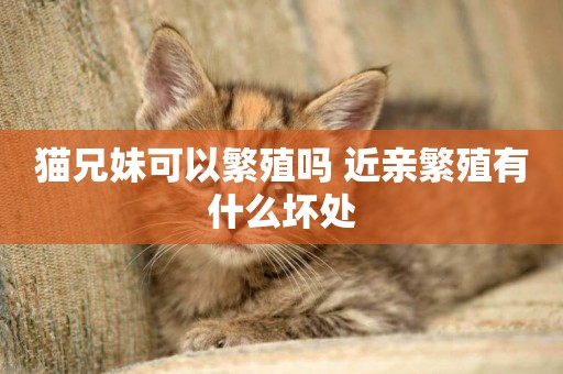 貓兄妹可以繁殖嗎 近親繁殖有什么壞處