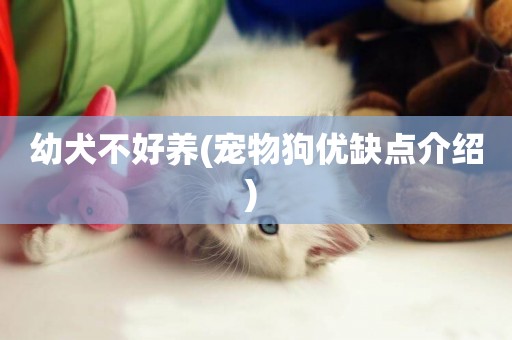 幼犬不好養(寵物狗優缺點介紹) 