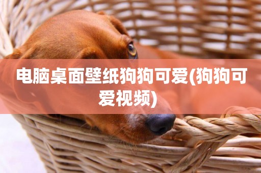 電腦桌面壁紙狗狗可愛(狗狗可愛視頻) 