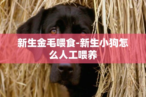 新生金毛喂食-新生小狗怎么人工喂養