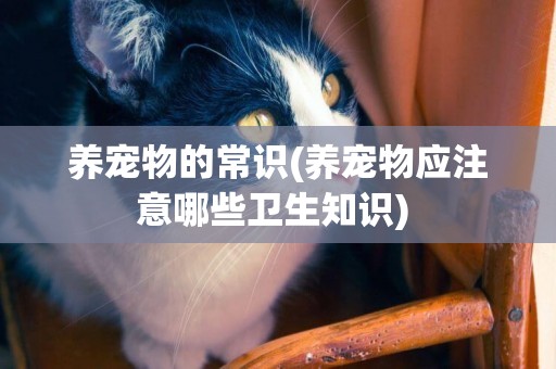 養寵物的常識(養寵物應注意哪些衛生知識) 