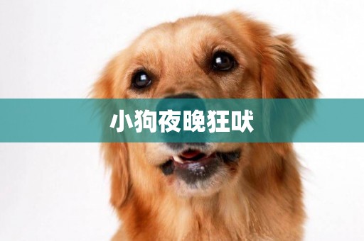 小狗夜晚狂吠