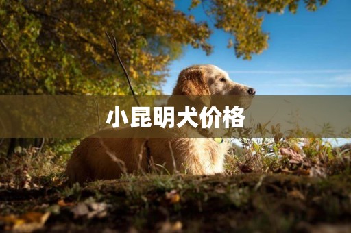 小昆明犬價格