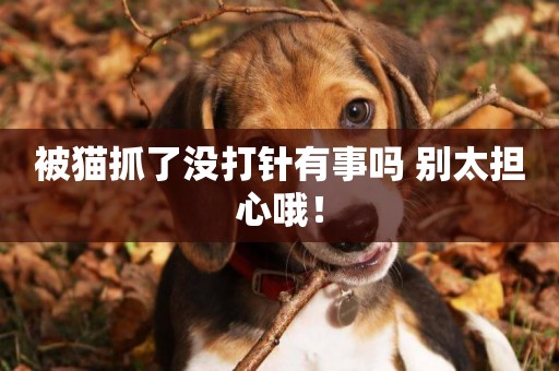 被貓抓了沒打針有事嗎 別太擔心哦！