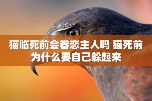 貓臨死前會眷戀主人嗎 貓死前為什么要自己躲起來