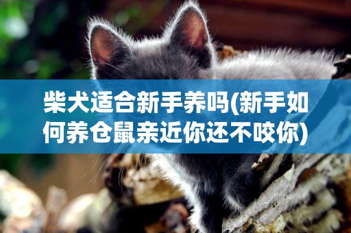 柴犬適合新手養嗎(新手如何養倉鼠親近你還不咬你) 