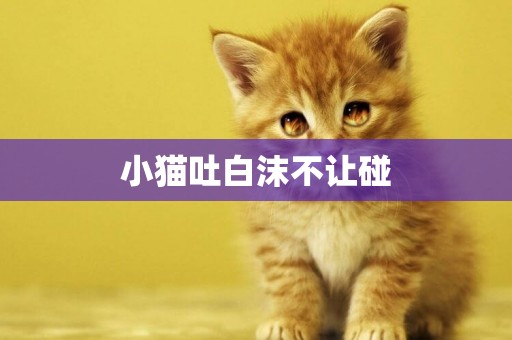小貓吐白沫不讓碰