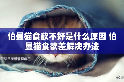 伯曼貓食欲不好是什么原因 伯曼貓食欲差解決辦法