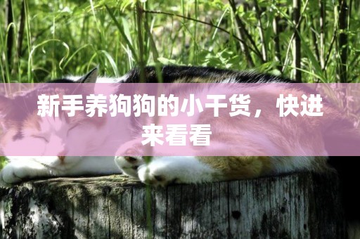 新手養狗狗的小干貨，快進來看看 