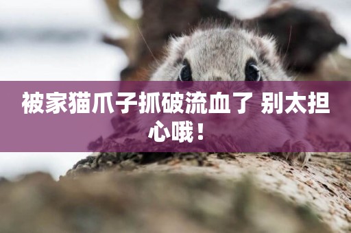 被家貓爪子抓破流血了 別太擔心哦！