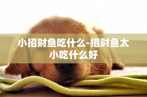 小招財魚吃什么-招財魚太小吃什么好