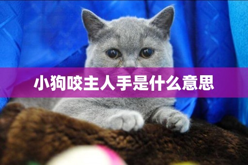 小狗咬主人手是什么意思