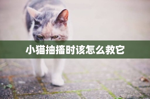 小貓抽搐時該怎么救它