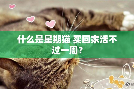 什么是星期貓 買回家活不過一周？