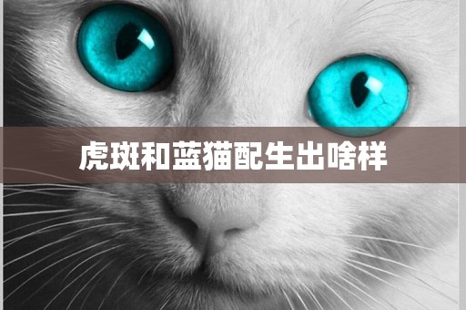 虎斑和藍貓配生出啥樣