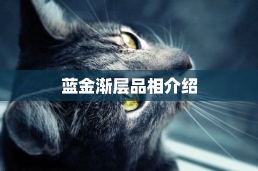藍金漸層品相介紹