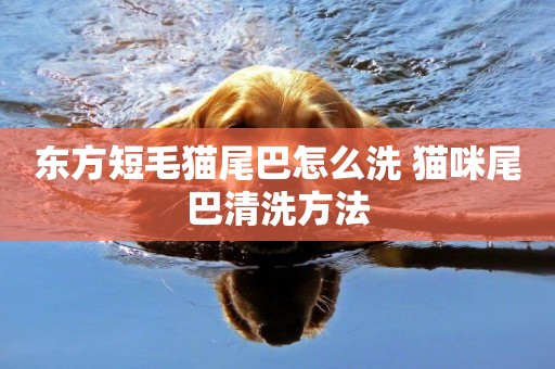 東方短毛貓尾巴怎么洗 貓咪尾巴清洗方法