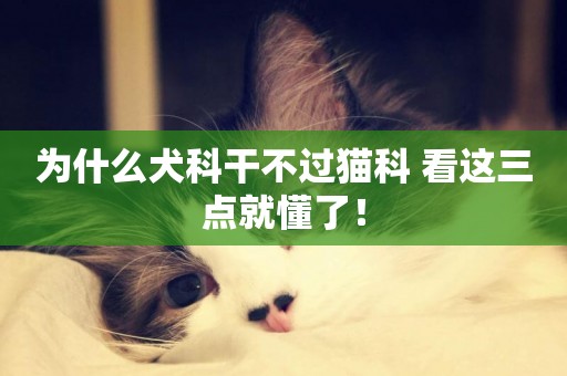 為什么犬科干不過貓科 看這三點就懂了！